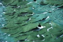 Spirulina Nigrita Flakes_ Doypack stand up 50g
